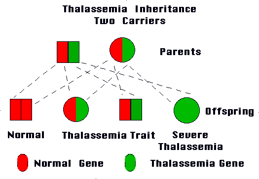 Is Thalassemia Inherited or Acquired?